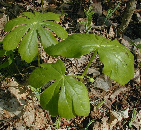 Image of Mayapple plant