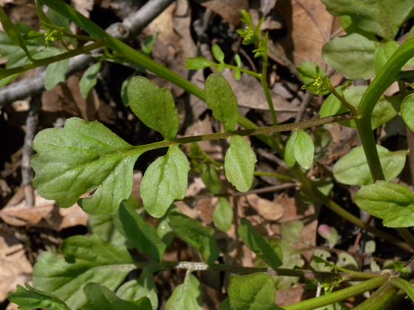 Pennsylvania Bitter Cress (Cardamine pensylvanica)