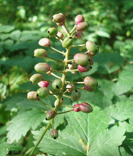 Red Baneberry - white berry form, Actaea rubra (Aiton) Willd.