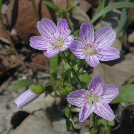Spring on sale beauty flower