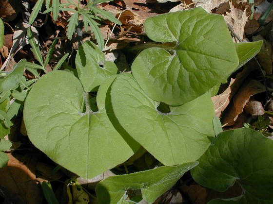 wild ginger plant