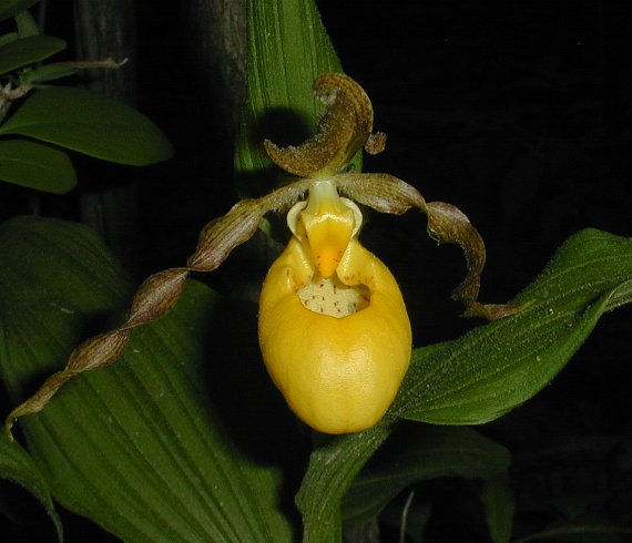 Details about   3  galons  Natural Organic Wild American Yellow lady slipper orchid humus 